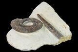 Early Devonian Ammonite (Anetoceras) - Tazarine, Morocco #154698-2